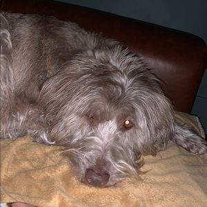 Meet your Posher, Diana